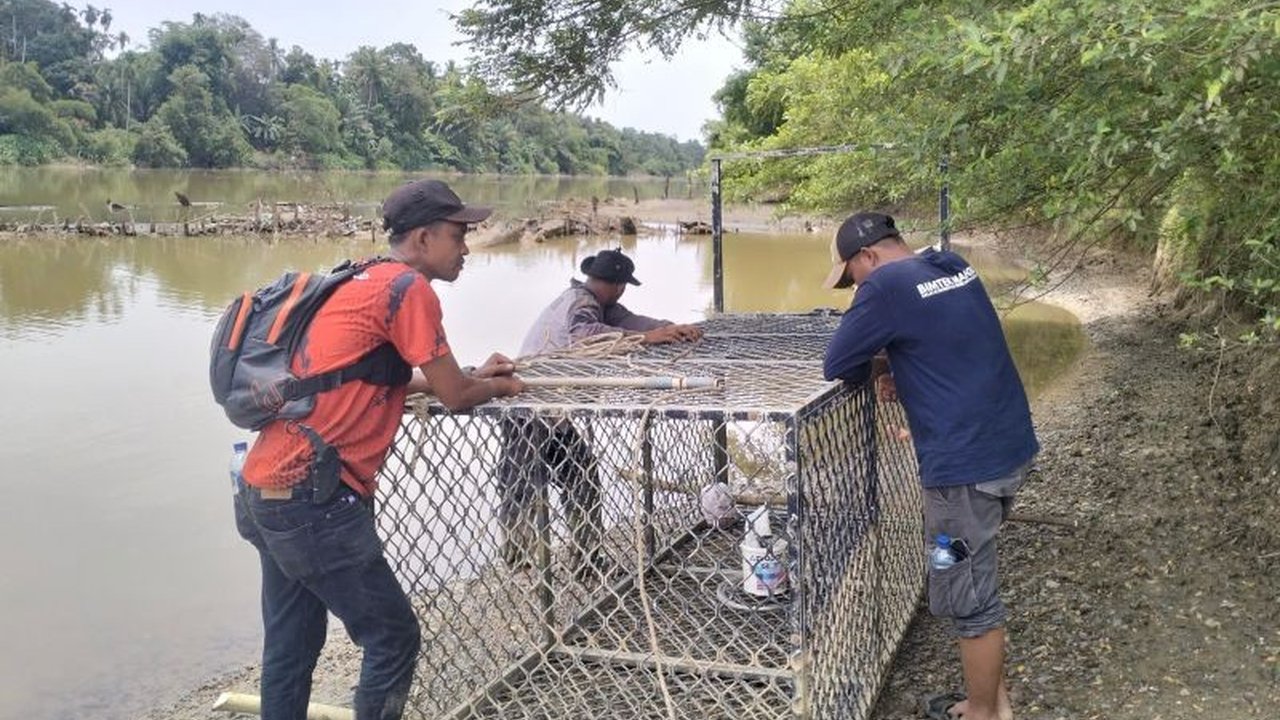 Fakta Unik Buaya Muara: Perangkap Buaya BKSDA Aceh Barat Dipindahkan, Ini Alasannya!