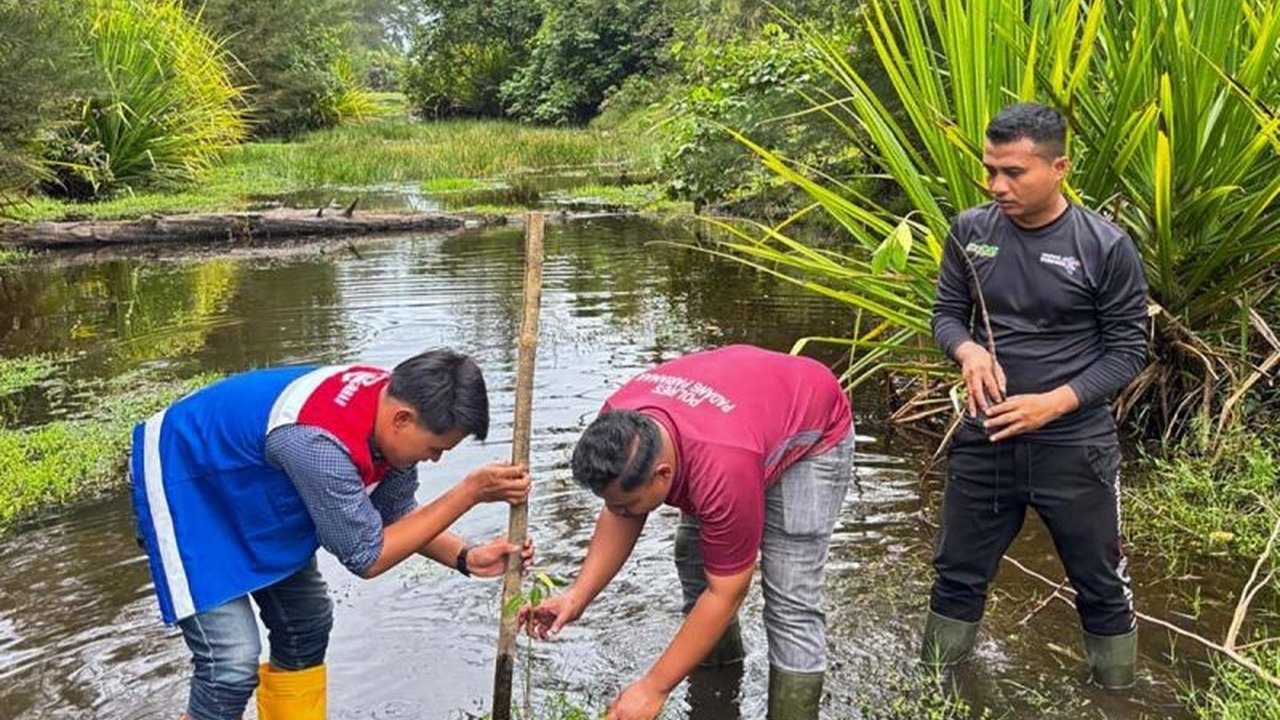 Fakta Mengejutkan! Satu Hektare Mangrove Serap 1.000 Ton Karbon, Pertamina Sumbagut Gencarkan Penanaman Bakau untuk Atasi Abrasi