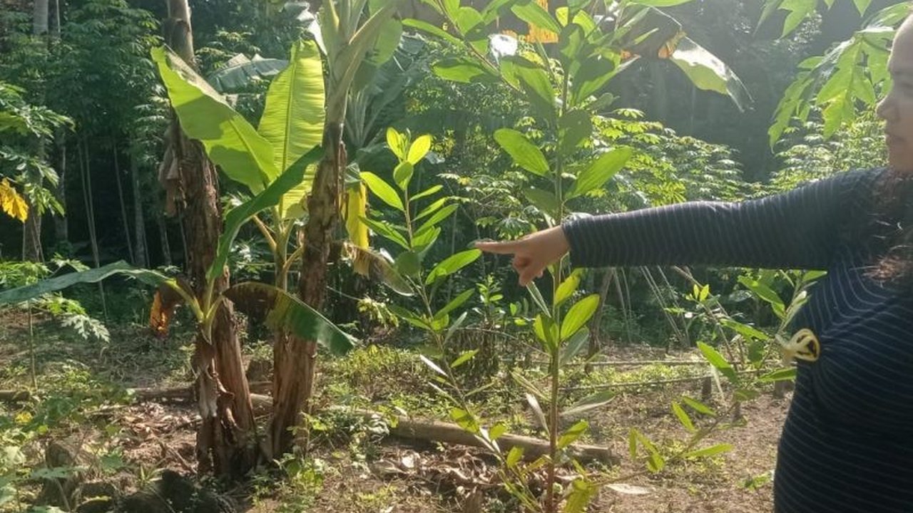 Petani Lebak alami gagal panen parah akibat serangan babi hutan yang merusak tanaman. Kerugian mencapai puluhan juta rupiah, memicu kekhawatiran baru.