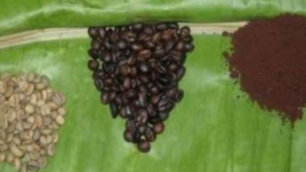 Kopi Sula, robusta istimewa dari Kepulauan Sula, Maluku Utara, kini resmi tercatat sebagai potensi indikasi geografis nasional. Apa keunikan cita rasanya?