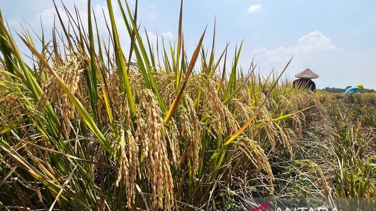Kementerian Pertanian mencatat Luas Tambah Tanam Cirebon telah mencapai 67 ribu hektare, mendekati target swasembada pangan. Apa saja upaya Kementan dan Pemda?