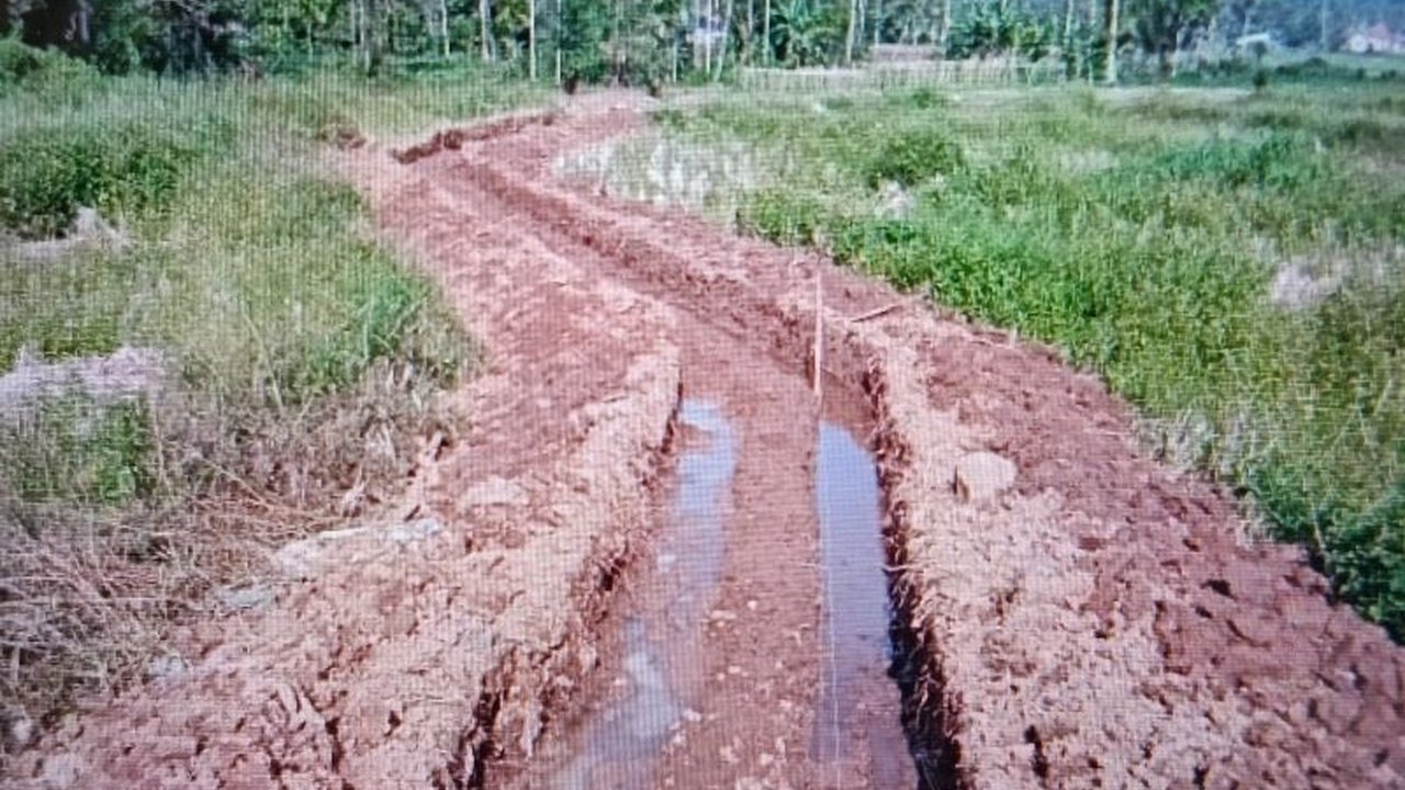 Pemerintah Kabupaten Pasaman Barat gencar melakukan optimalisasi lahan pertanian, menyiapkan 500 hektare untuk mendongkrak produksi padi dan mencapai target signifikan.