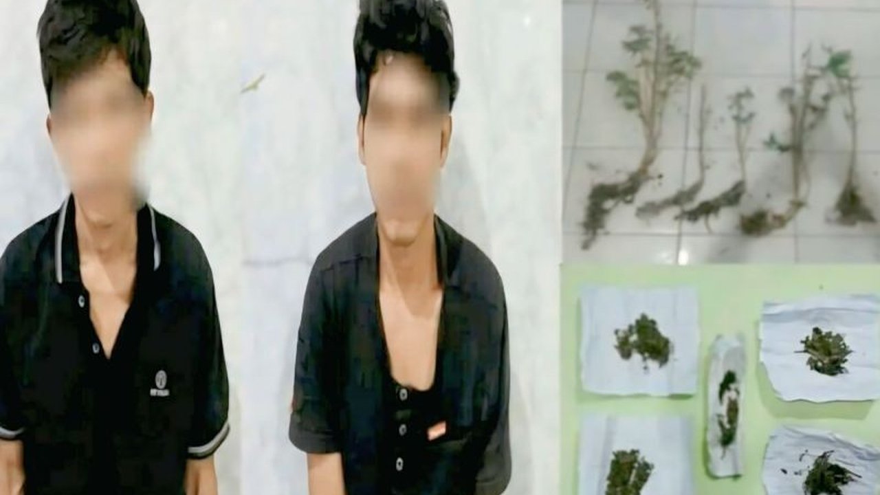 Satres Narkoba Polres OKU Selatan berhasil menyita tanaman ganja dari kebun warga dan mengamankan dua tersangka, terancam hukuman berat. Simak selengkapnya!