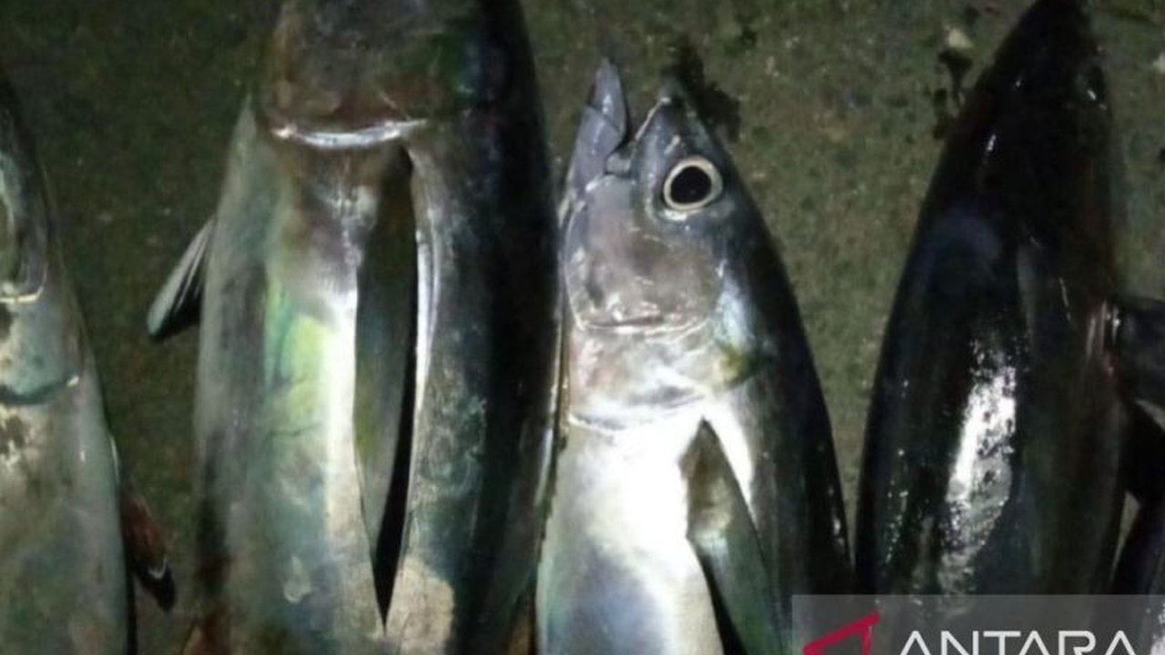 Akademisi Unpatti sukses kembangkan teknologi biointervensi ikan menggunakan daun jarak pagar. Inovasi ini efektif cegah keracunan histamin pada ikan laut, amankah dikonsumsi?