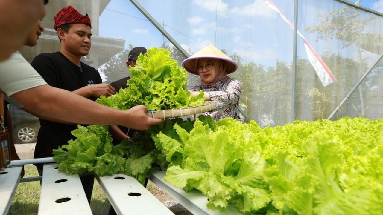 Pemkab Banyuwangi dorong lahirnya Petani Muda Banyuwangi. Simak kisah Saiful dan Ferdiansyah, dua pemuda yang sukses berbisnis hidroponik dan raup jutaan rupiah!