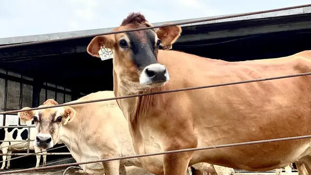 Pengelolaan Ternak Sapi Perah yang Optimal Jadi Kunci Produksi Susu Melimpah, Malang (30/5/2023). Foto: Ade Nasihudin/Liputan6.com.