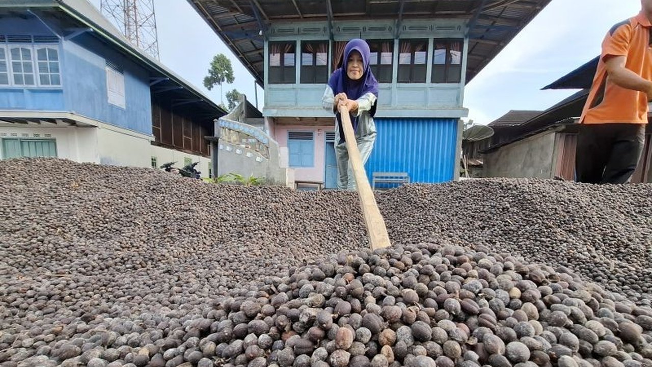 Program ICARE Kementerian Pertanian dan Bank Dunia fokus di Tanggamus, Lampung, untuk memberdayakan petani kopi Lampung dan mengintegrasikan usaha tani dengan peternakan kambing.