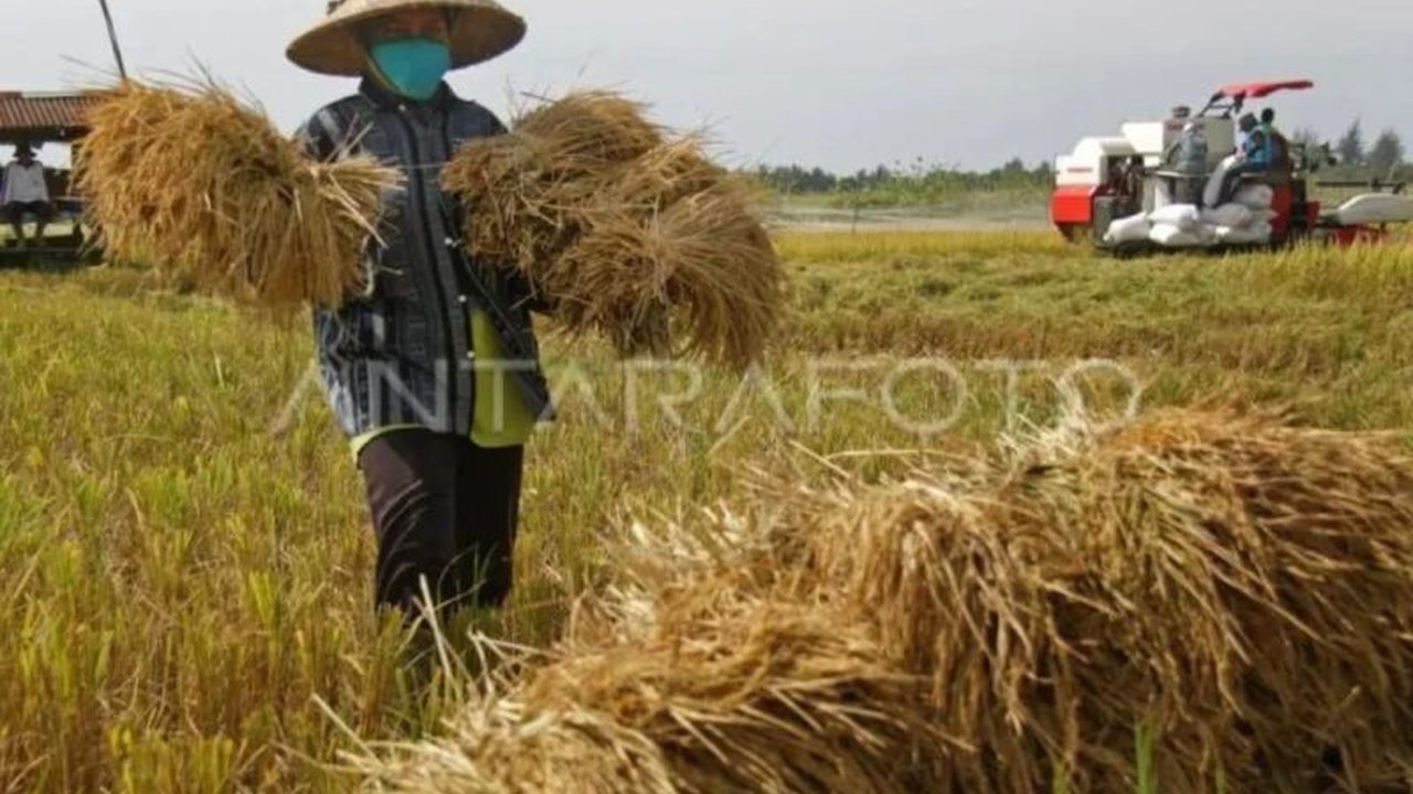 Anggota DPRA, Eddi Shadiqin, mendorong Pemerintah Aceh membentuk Badan Usaha Milik Aceh (BUMA) di sektor pangan untuk meningkatkan kesejahteraan petani dan kedaulatan pangan Aceh.