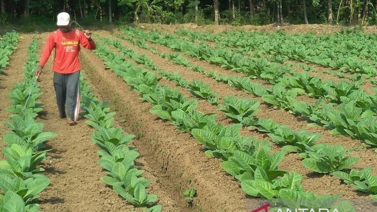 Pemerintah Kabupaten Sumenep telah menetapkan Biaya Pokok Produksi (BPP) tembakau untuk musim tanam 2025, mencapai Rp67.929 per kilogram. Kebijakan BPP Tembakau Sumenep ini bertujuan melindungi petani.