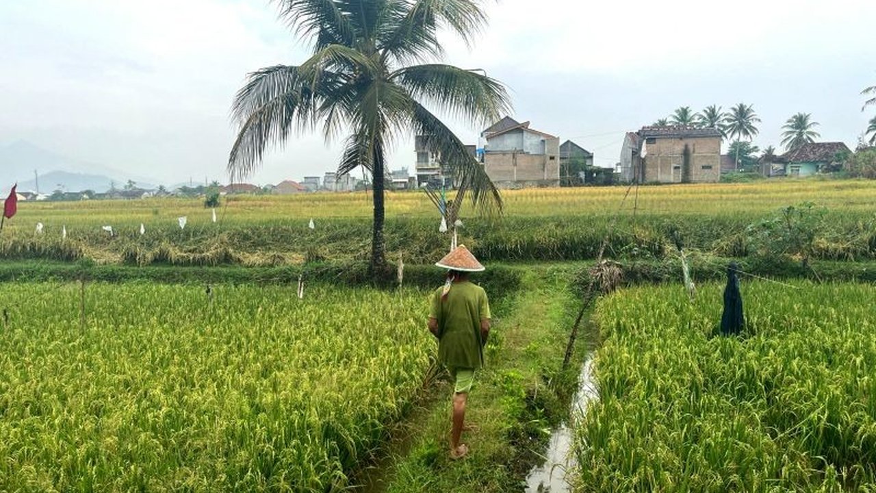 Balai BRMP Lampung mengungkapkan bahwa tata kelola lahan yang baik dan ketersediaan air menjadi kunci utama untuk mencapai Indeks Pertanaman 300 di wilayah tersebut. Penasaran bagaimana strategi ini diimplementasikan?