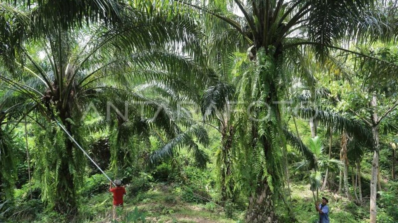Program Replanting Sawit di Aceh Jaya telah menyerap dana Rp129 miliar sejak 2018. Namun, realisasi penyerahan kepada petani masih menjadi pertanyaan besar.