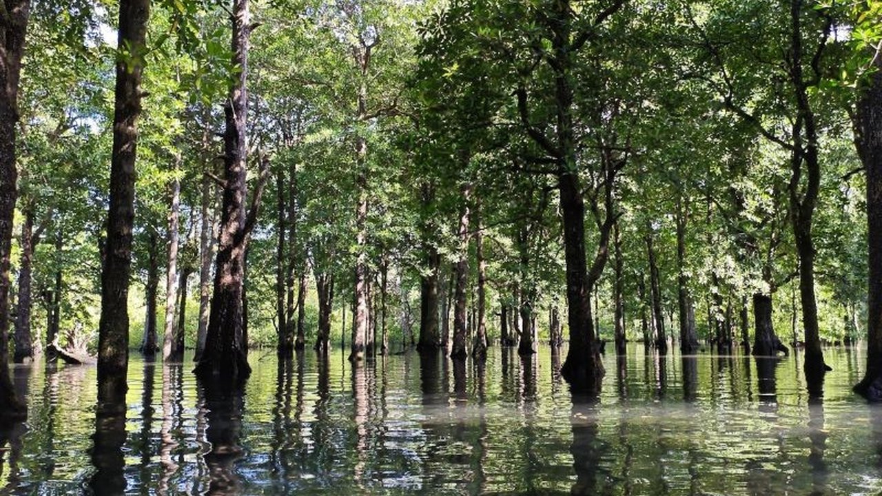 Temukan pesona Hutan Mangrove Teluk Sulaiman di Kalimantan Timur, rumah bagi Salo Buaya yang tenang, Muara Penyu, dan ekosistem laut menakjubkan. Siapkah Anda menjelajahinya?