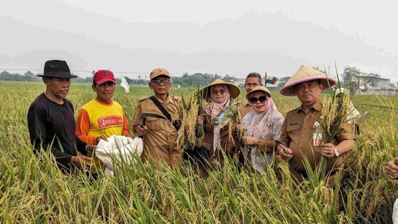 Dinas Pertanian Kabupaten Bekasi gencar menerapkan Program Pengendalian Hama Terpadu (PPHT) ramah lingkungan. Simak bagaimana upaya ini mendukung ketahanan pangan dan kesejahteraan petani.