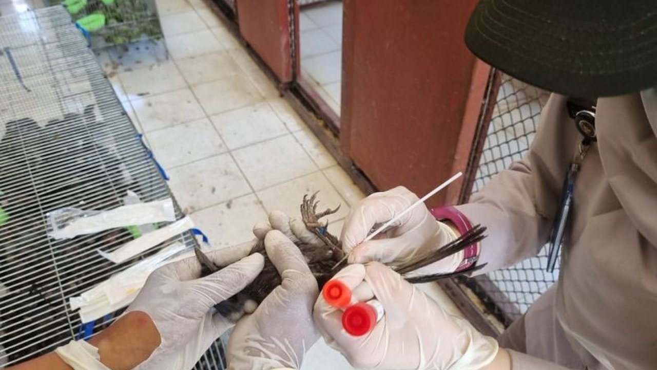 Balai Karantina Sumut musnahkan ratusan burung ilegal hasil selundupan. Ketahui alasan di balik tindakan tegas ini dan dampaknya bagi keanekaragaman hayati Indonesia.