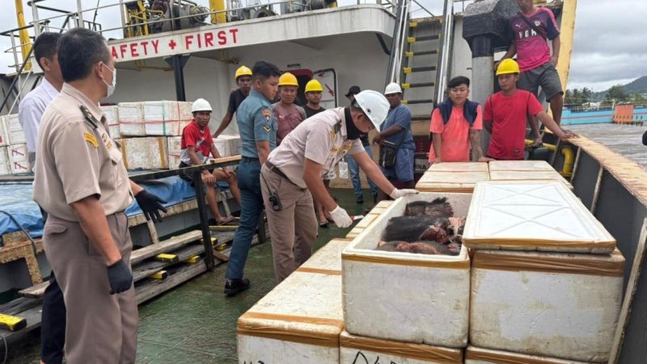 Badan Karantina Indonesia menahan 800 kilogram daging celeng tanpa dokumen di Pelabuhan Bitung. Penahanan ini ungkap potensi bahaya penyebaran penyakit.