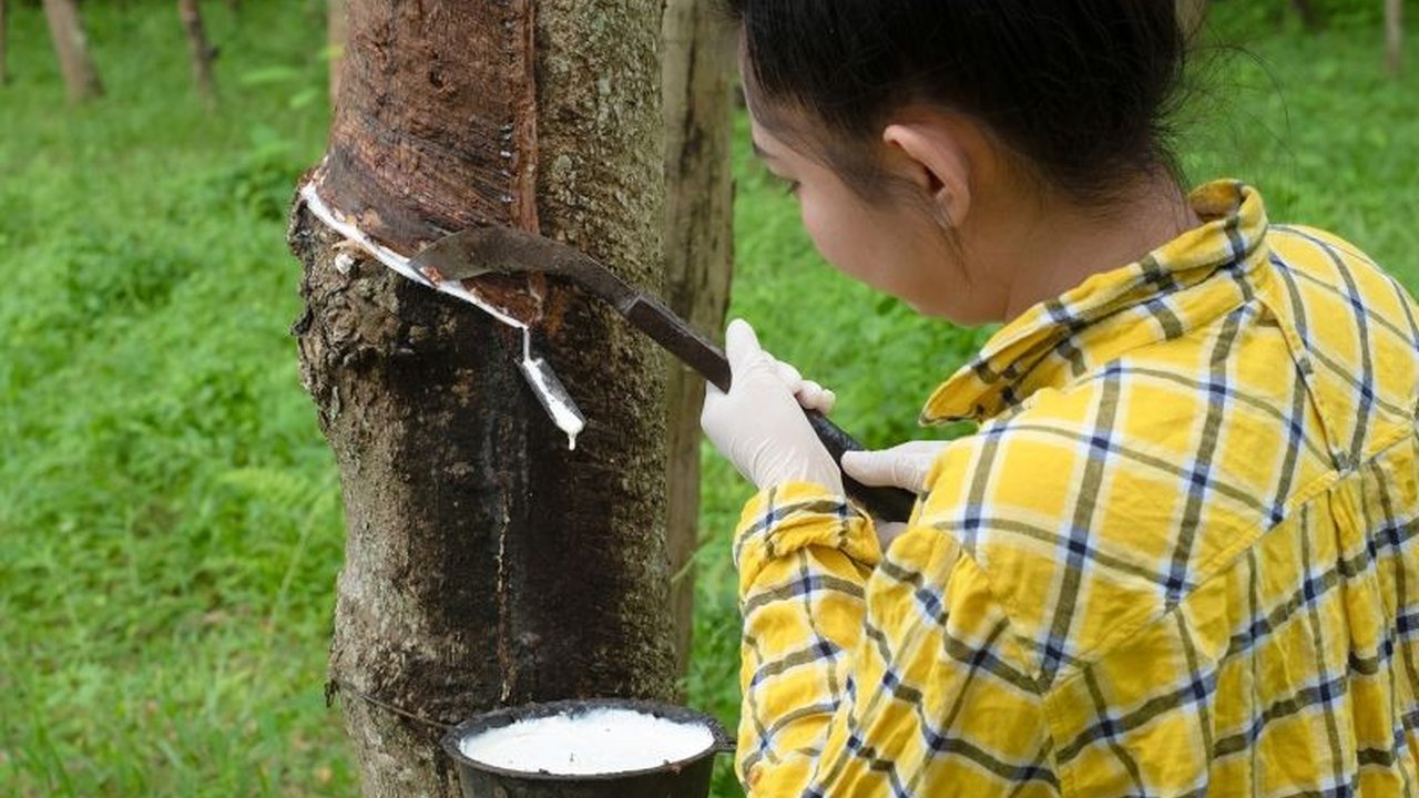 Koltiva, perusahaan agritech asal Indonesia, berkolaborasi dengan GT Rubber Thailand untuk memastikan rantai pasok karet bebas deforestasi, memenuhi standar EUDR.