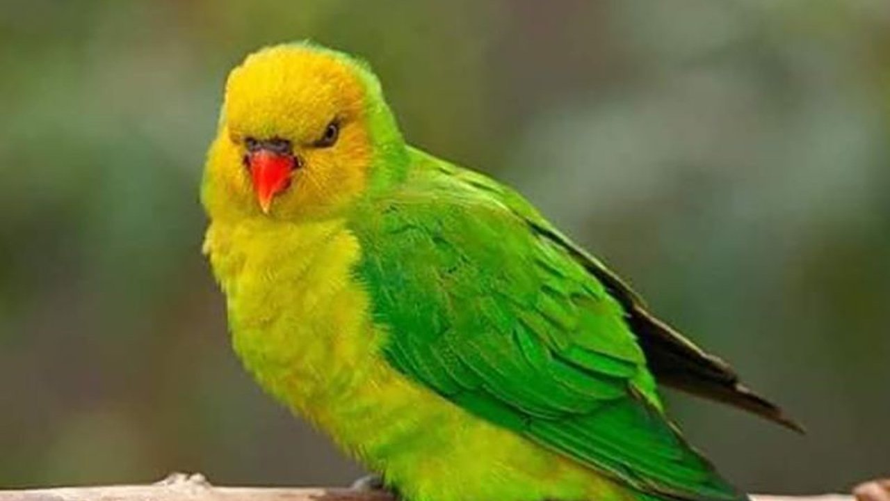 BBKSDA NTT sukses melepasliarkan enam burung perkici timor yang dilindungi di Hutan Lindung Gunung Lakaan. Penasaran bagaimana proses pelepasliaran satwa langka ini dilakukan?