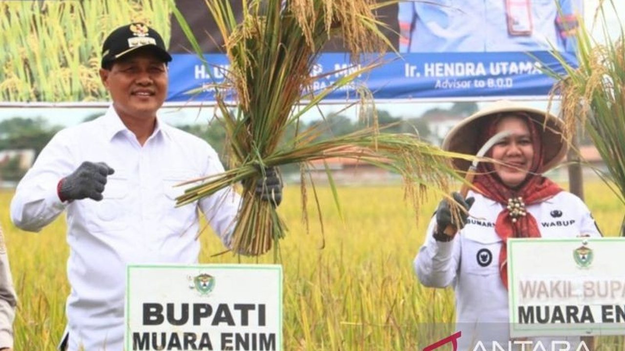 Bupati Muara Enim pimpin panen raya padi di lahan 72 hektare, hasilkan 8,7 ton/hektare. Kinerja pertanian Muara Enim kian moncer, target 1 juta ton GKP di depan mata!