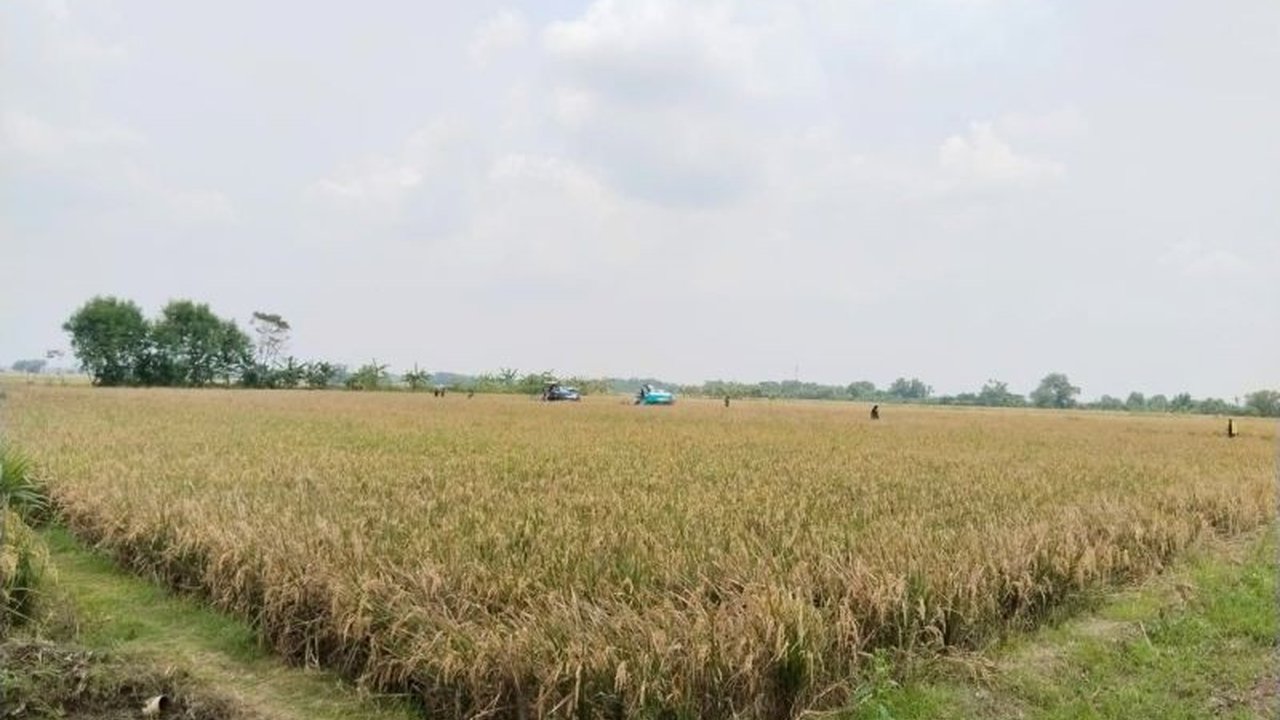 Bupati Karawang menargetkan 88 ribu hektare Asuransi Sawah untuk melindungi petani dari gagal panen. Simak bagaimana program ini akan membantu keberlanjutan pertanian daerah!