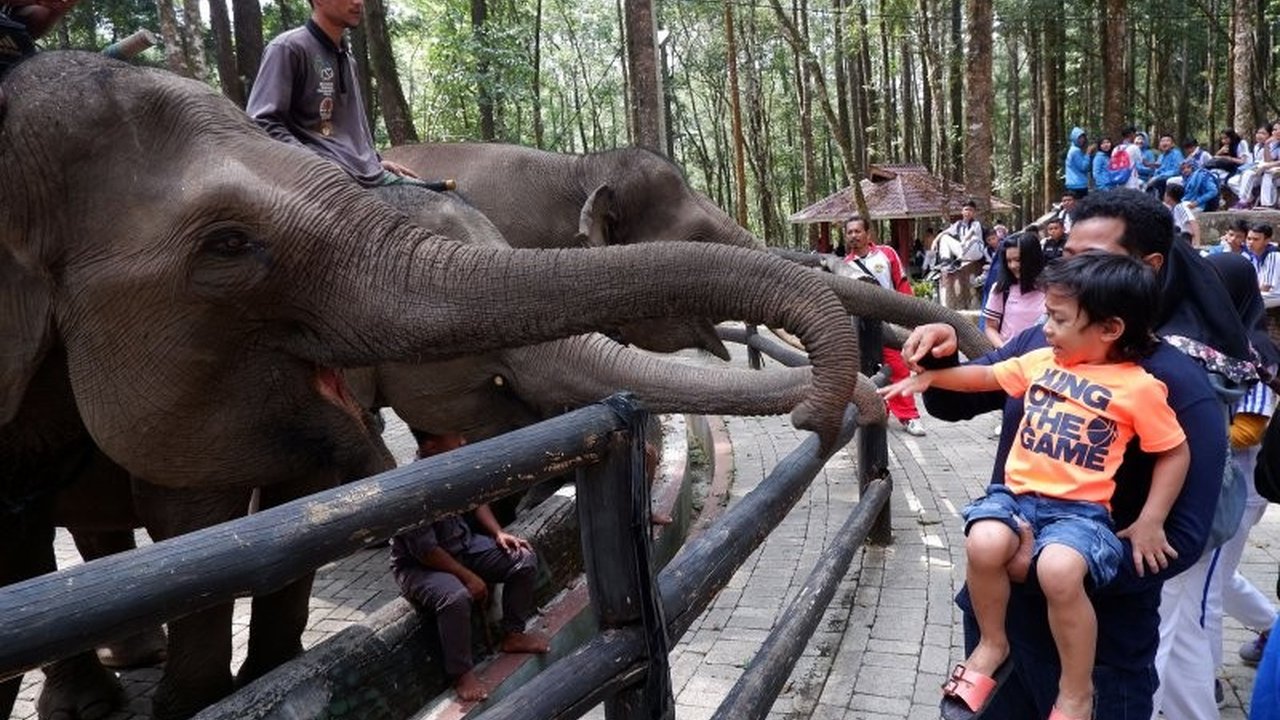 Pertamina Patra Niaga menegaskan komitmennya dalam konservasi gajah sumatera melalui dukungan aktif di Wisata Edukasi Aek Nauli, Sumatera Utara.