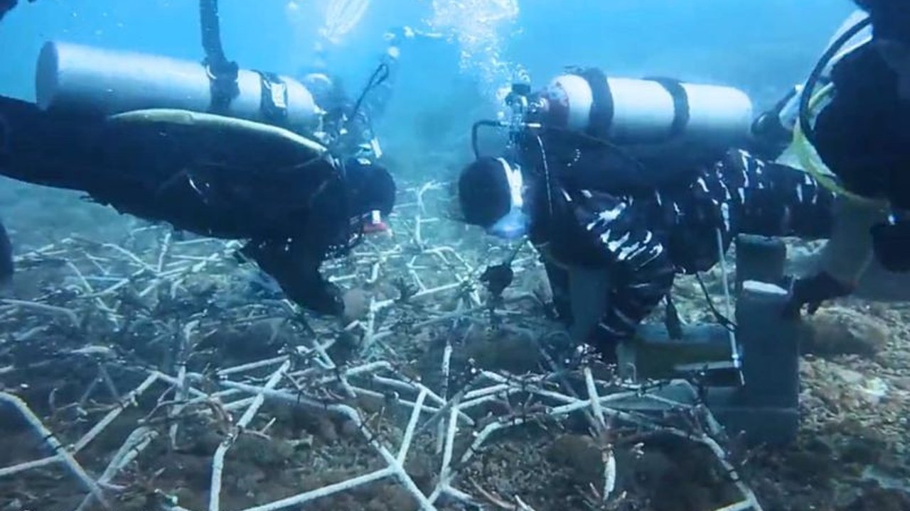 ASABRI Lestarikan Terumbu Karang di Bali: Ribuan Biota Laut Kini Punya Rumah Baru, Dorong Ekonomi Biru