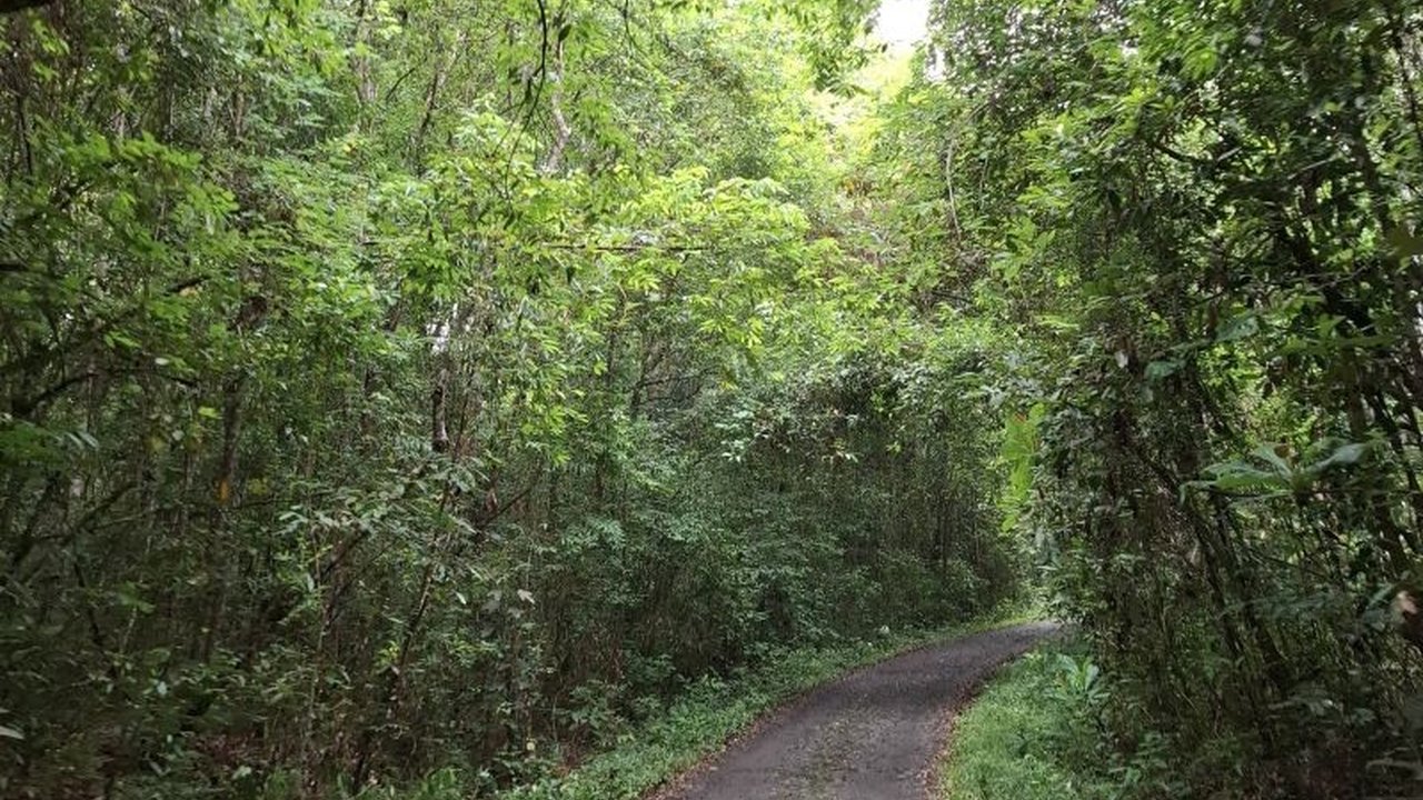 Dinas Kehutanan Lampung mengimbau warga tidak beraktivitas di hutan menyusul insiden tragis. Waspadai interaksi manusia satwa liar Lampung yang meningkat, termasuk harimau dan gajah.