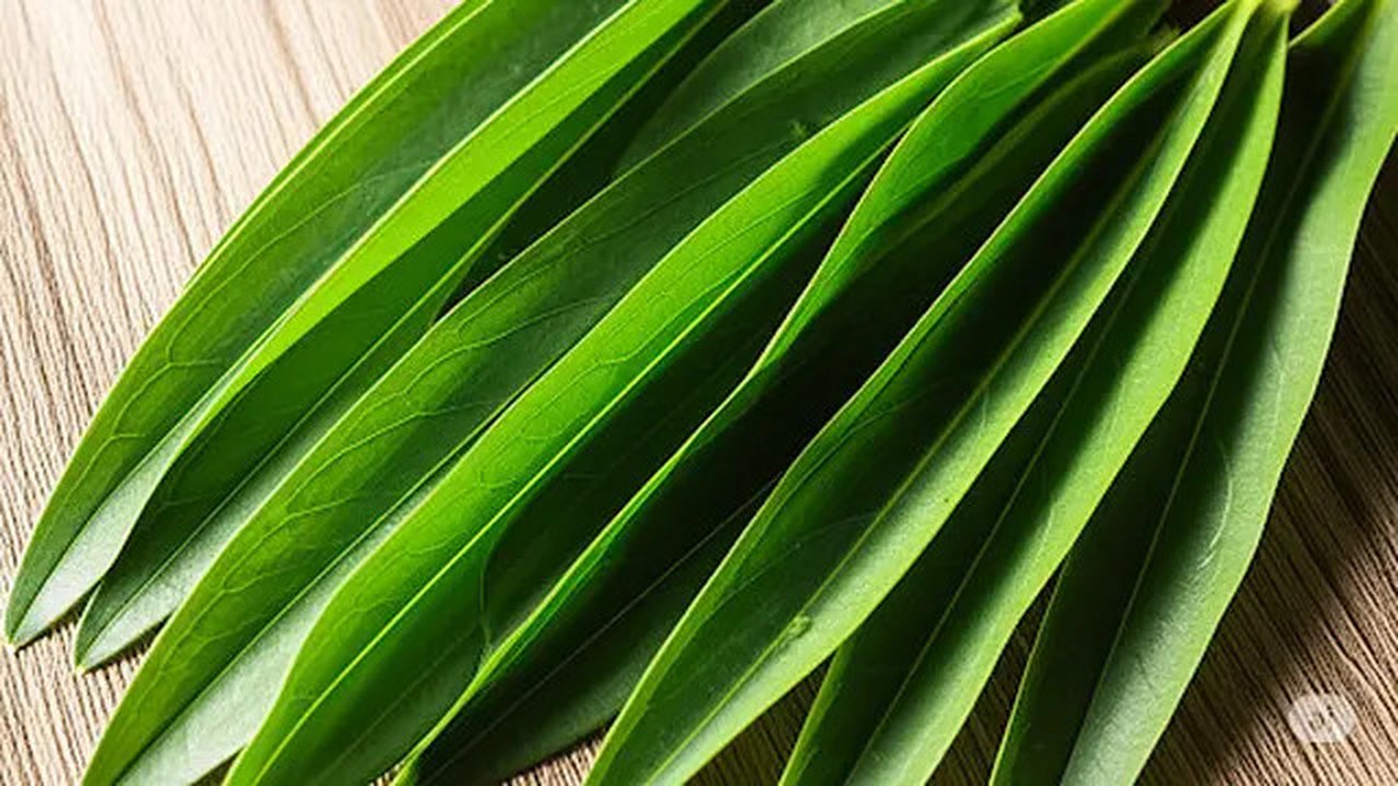 Manfaat Daun Suji (Sumber: gemini.com)