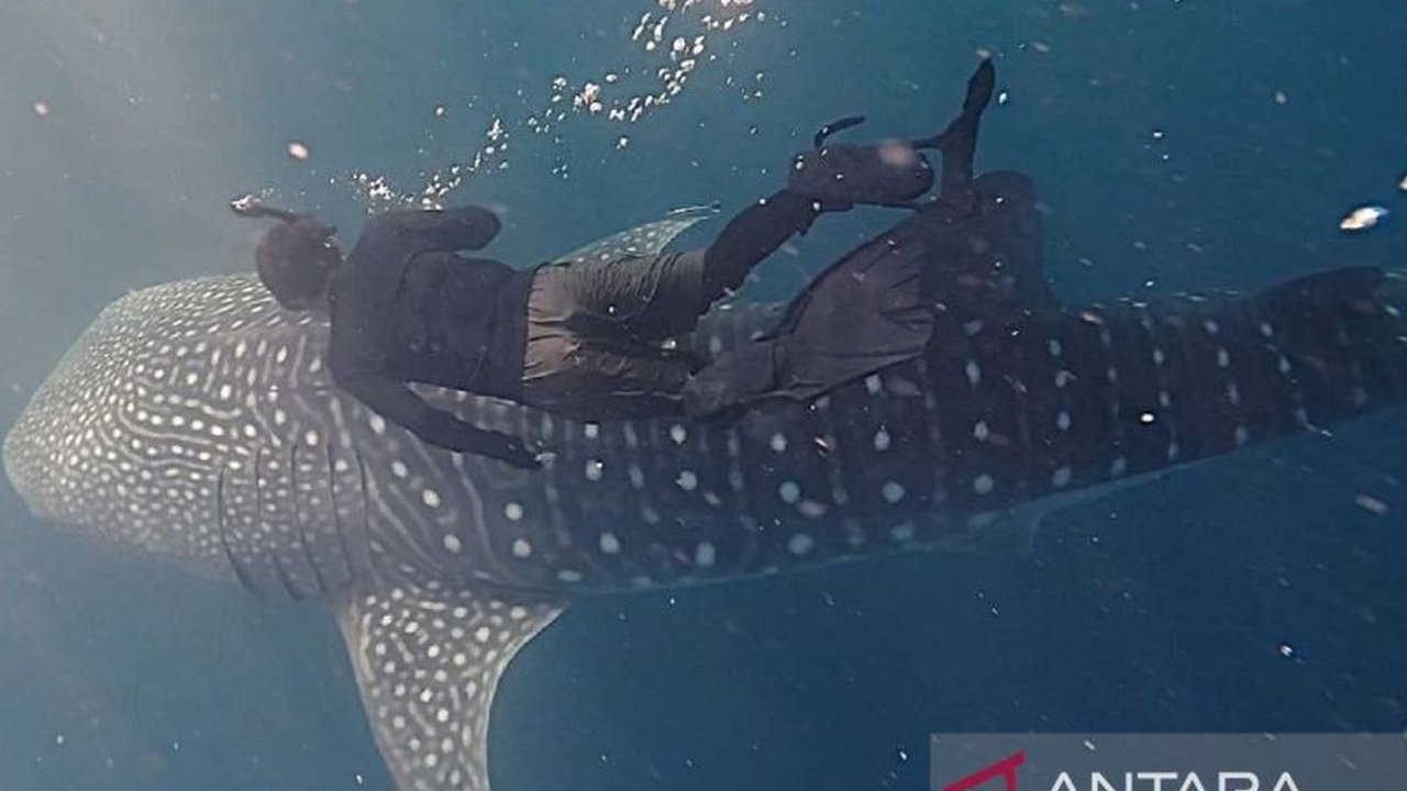 Pulau Miang, Kutai Timur, kini menjadi sorotan dengan hadirnya wisata hiu paus Pulau Miang yang memungkinkan interaksi langsung. Penasaran bagaimana pengalaman tak terlupakan ini?