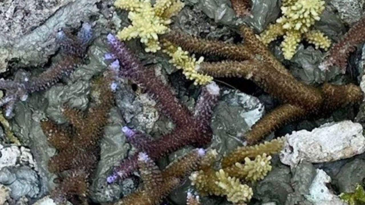 Fakta Unik Konservasi Terumbu Karang: Kepulauan Seribu Libatkan Anak Muda Jaga Ekosistem Pesisir Jakarta