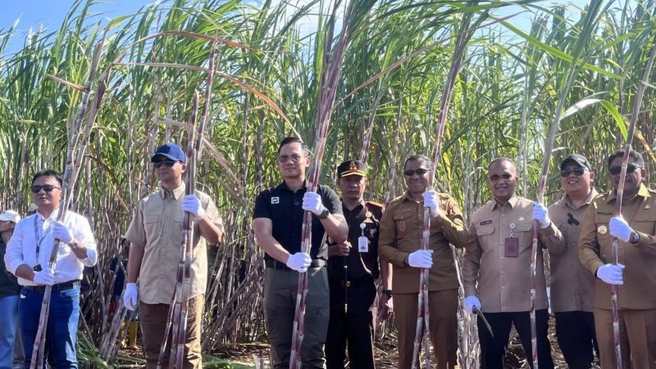 Menteri Koordinator Bidang Infrastruktur dan Pembangunan Kewilayahan (Menko IPK) AHY dan Menteri Transmigrasi panen tebu di kawasan Transmigrasi Melolo NTT, menandai langkah penting menuju swasembada gula nasional.