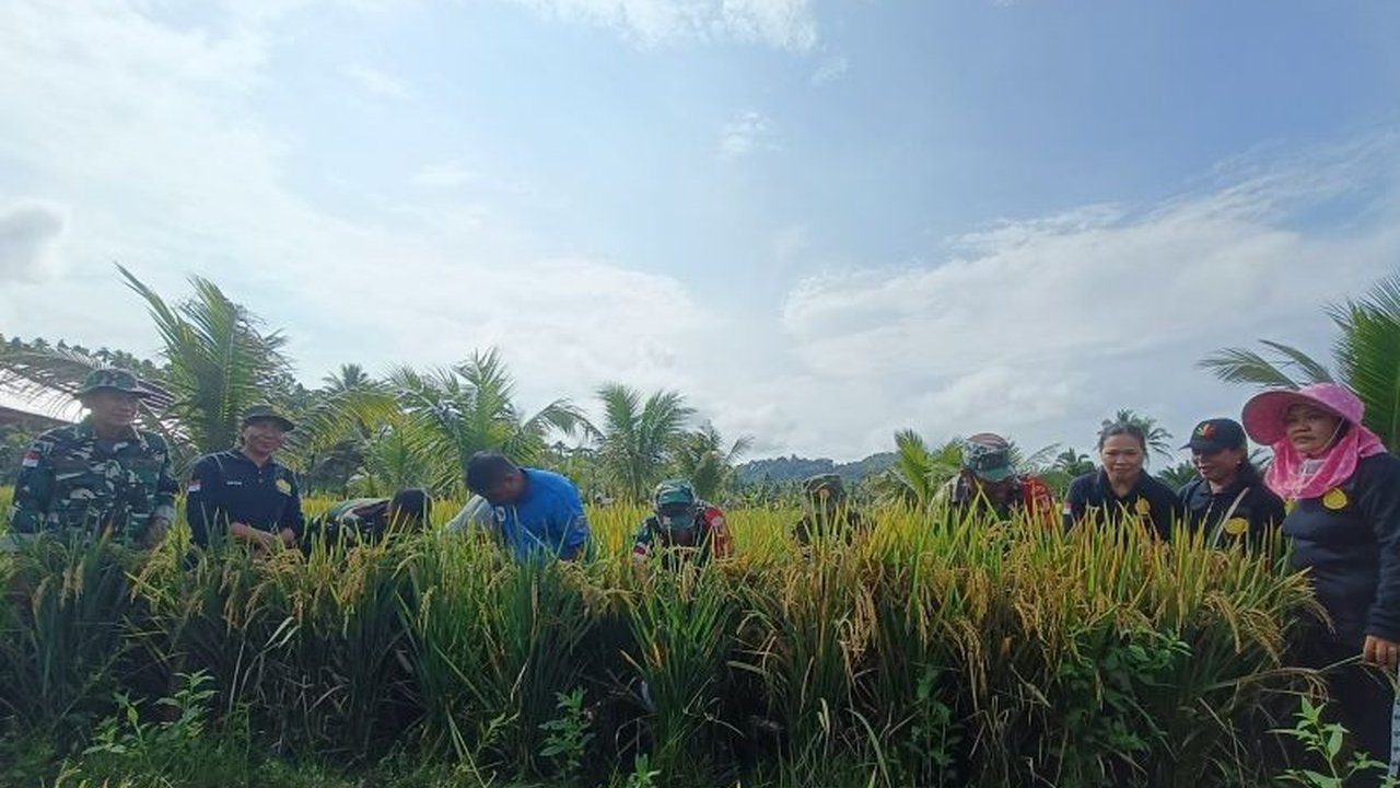 Sinergi Kodim 1312/Talaud dan Kelompok Tani Sejahtera Dua sukses wujudkan ketahanan pangan di wilayah kepulauan. Bagaimana panen perdana ini perkuat pangan di Talaud?
