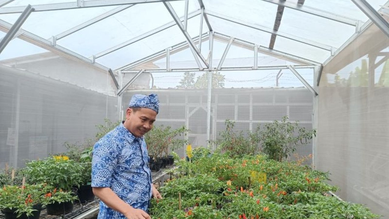 Prof. Muhamad Syukur dari IPB University berhasil menciptakan berbagai Varietas Cabai Unggulan IPB, termasuk yang diberi nama unik 'Anies IPB' dan 'Si Gemoy'. Penasaran dengan kisah di baliknya?