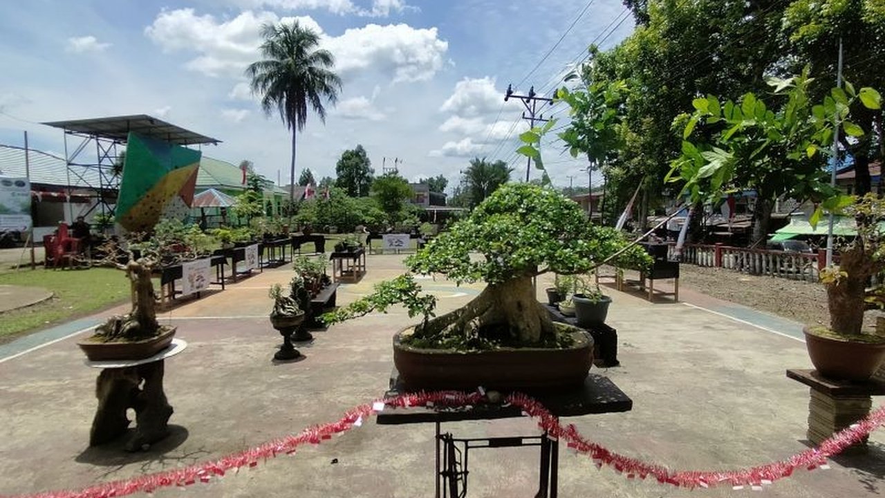 Komunitas Penghobi Bonsai Bengkayang berhasil mengubah hobi menanam bonsai menjadi sumber ekonomi menjanjikan, bahkan ada yang ditawar belasan juta rupiah. Bagaimana mereka melakukannya?