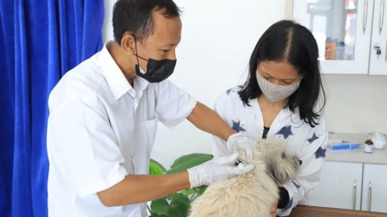 DKP Kota Tangerang membuka program kastrasi kucing jantan domestik gratis. Ketahui manfaat dan syarat pendaftarannya untuk anabul kesayangan Anda!