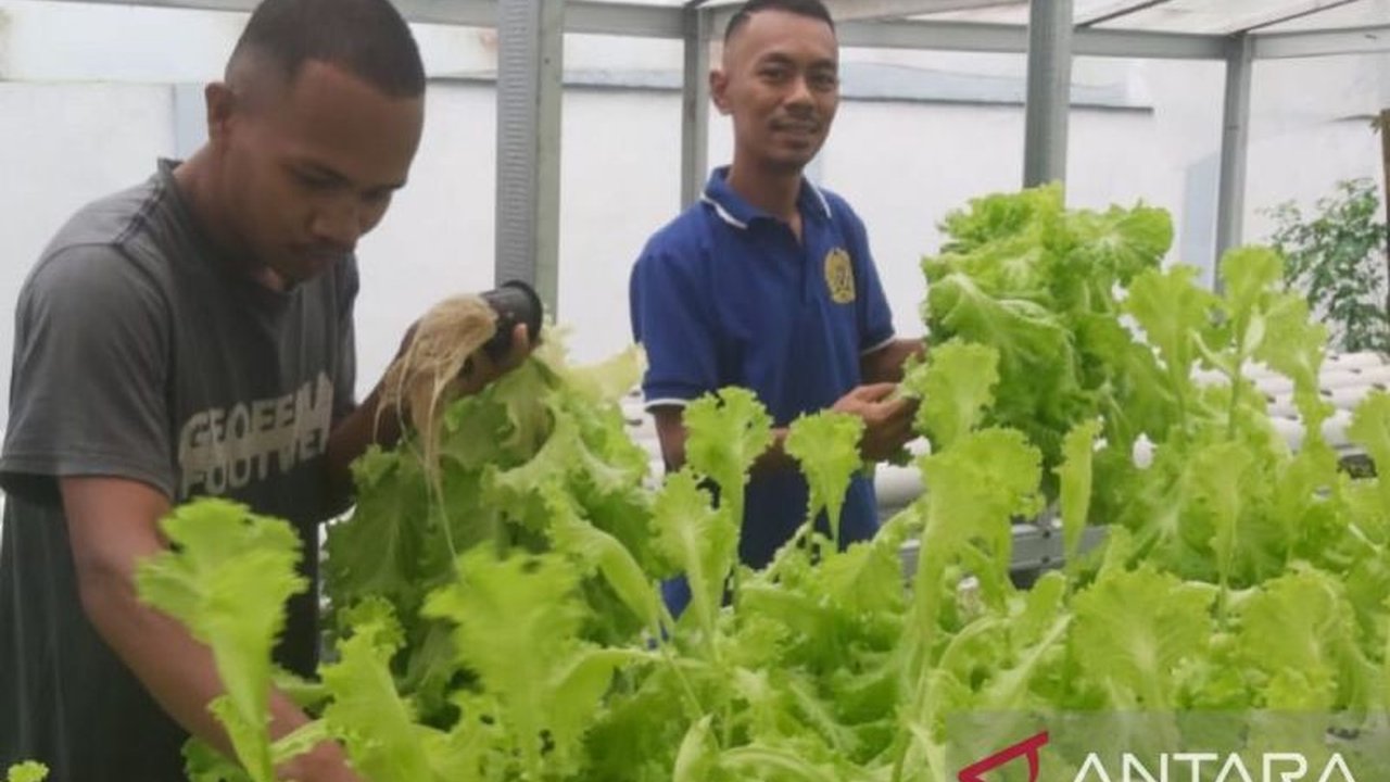 Lapas Ambon kini mengandalkan Pertanian Hidroponik Lapas Ambon sebagai sarana pembinaan warga binaan. Bagaimana metode tanpa tanah ini tidak hanya membekali keterampilan tetapi juga mendukung ketahanan pangan nasional?