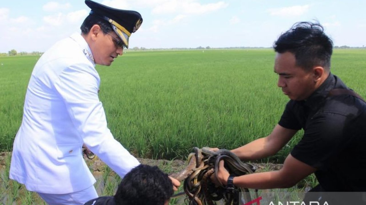 Bupati Indramayu meluncurkan program Ular Sahabat Petani Indramayu dengan target 10 ribu ular untuk mengendalikan hama tikus di sawah. Bagaimana strategi unik ini bekerja dan apa dampaknya?