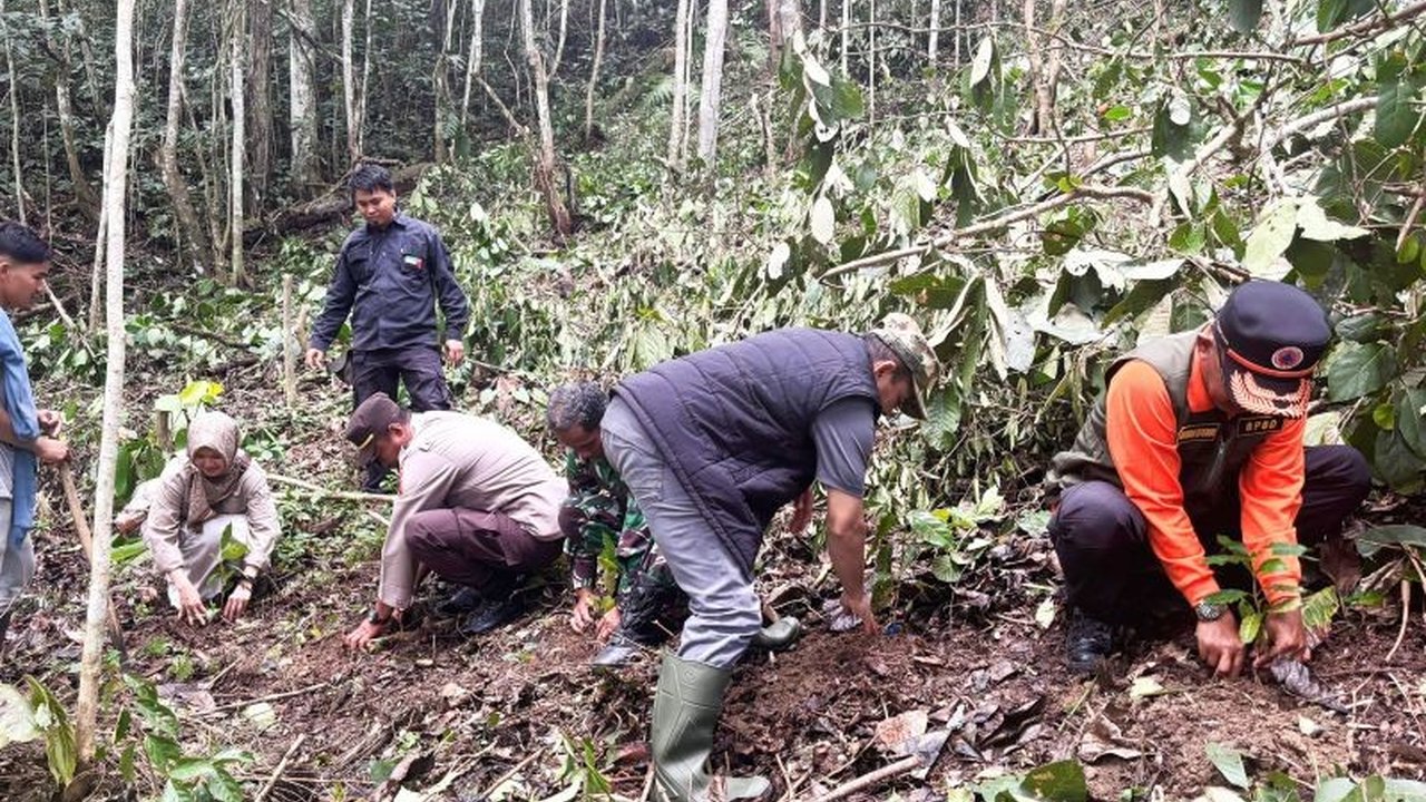 Pemkab Solok gencar laksanakan program Pertanian Terpadu Solok di lahan APL hampir 1.000 hektare, bangkitkan Kopi Ulu Rimbo Paninggahan yang unik sejak era kolonial. Simak potensi besarnya!