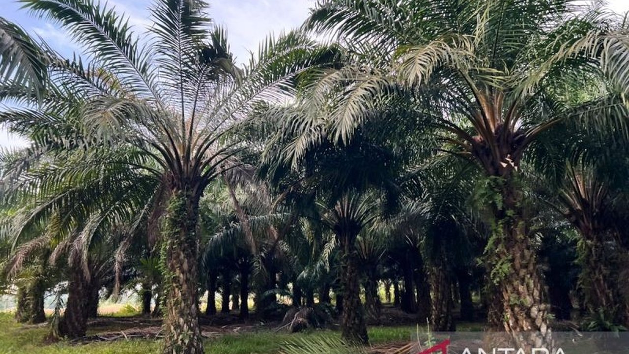 SPKS dan PTPN PalmCo bersinergi mendampingi petani sawit swadaya dalam mengakses Program Peremajaan Sawit Rakyat (PSR). Kolaborasi ini bertujuan meningkatkan produktivitas dan kesejahteraan petani, bagaimana caranya?