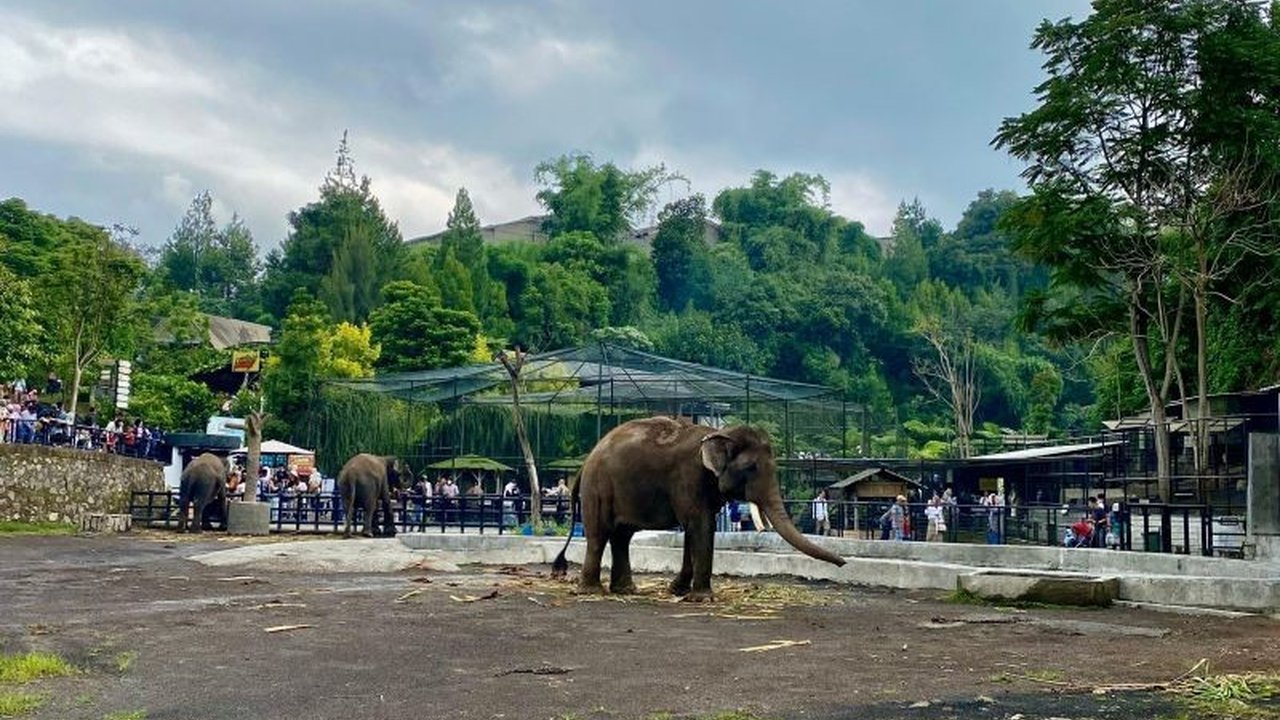 Lembang Park Zoo ditutup sementara setelah seekor macan tutul lepas dari kandang karantina. Apa penyebab macan tutul lepas dan bagaimana upaya penangkapannya?