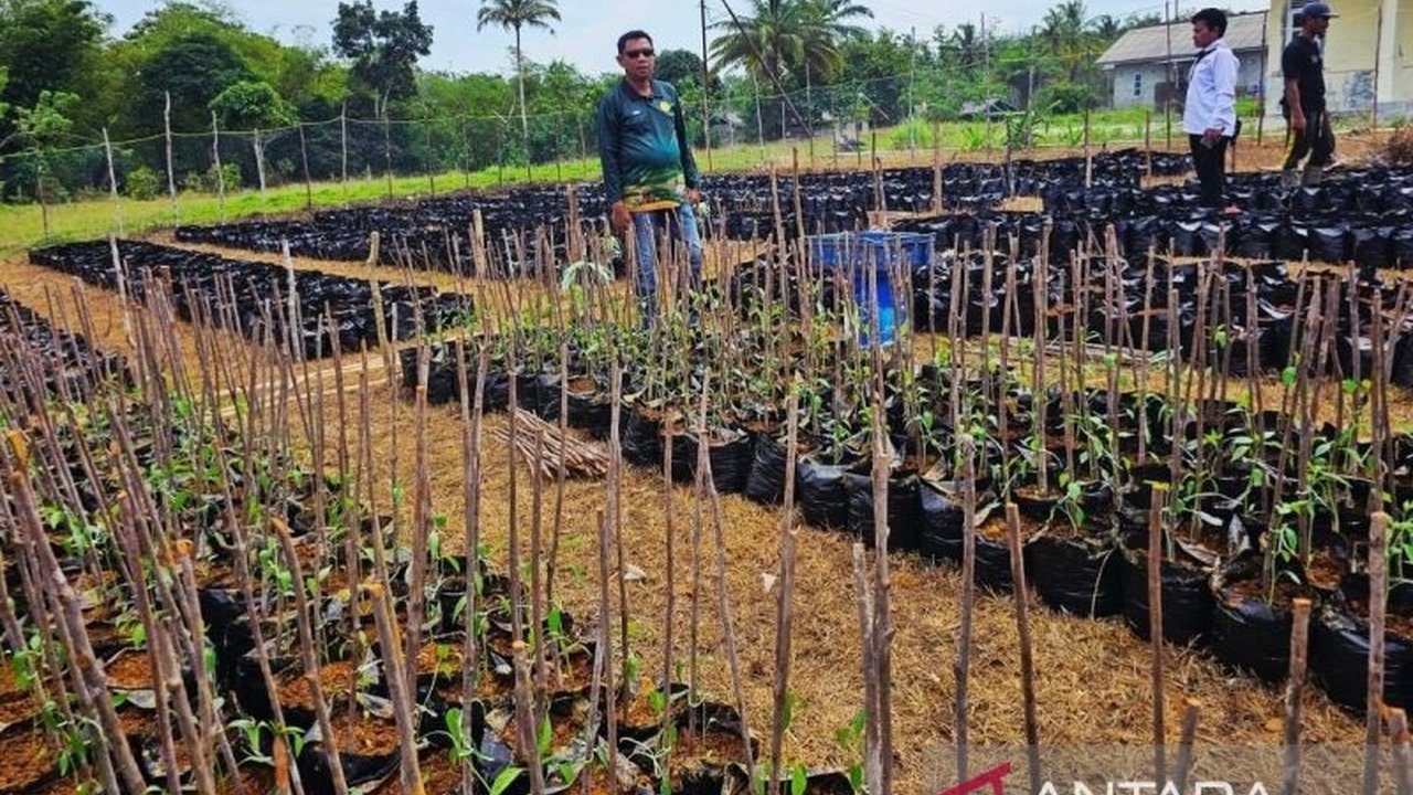 Program Makan Bergizi Gratis (MBG) membuka harapan baru bagi petani di Natuna, ujung utara Indonesia. Simak bagaimana MBG menyerap hasil bumi lokal dan mengubah tantangan menjadi peluang.
