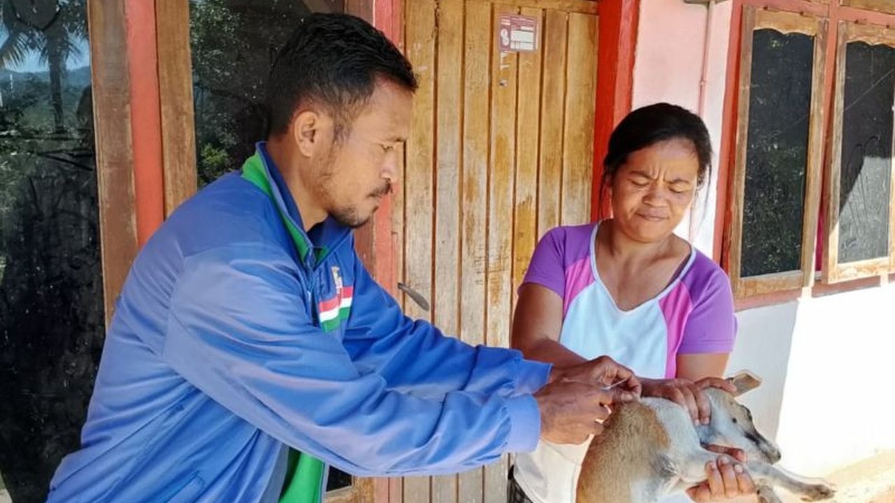 Pemerintah Kabupaten Manggarai Barat gencar melakukan vaksinasi rabies pada ribuan HPR di 12 kecamatan. Upaya ini menjadi kunci penting dalam menjaga Labuan Bajo sebagai destinasi wisata aman dari rabies.