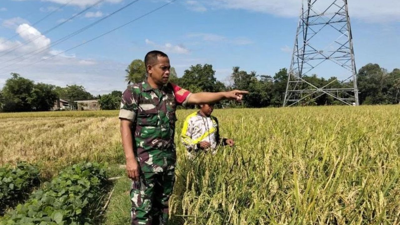 Personel TNI Turun Sawah di Jeneponto, Sulawesi Selatan, aktif membantu petani meningkatkan produksi padi. Simak bagaimana peran mereka menjaga ketahanan pangan!