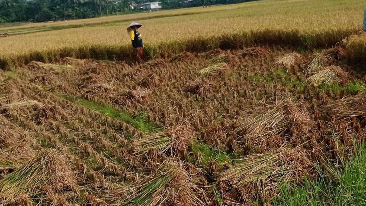 Kabupaten Lebak mencatat surplus beras fantastis hingga 14 bulan ke depan, mencapai 179.913 ton. Temukan rahasia di balik keberhasilan surplus beras Lebak ini dan dampaknya bagi ketahanan pangan daerah.