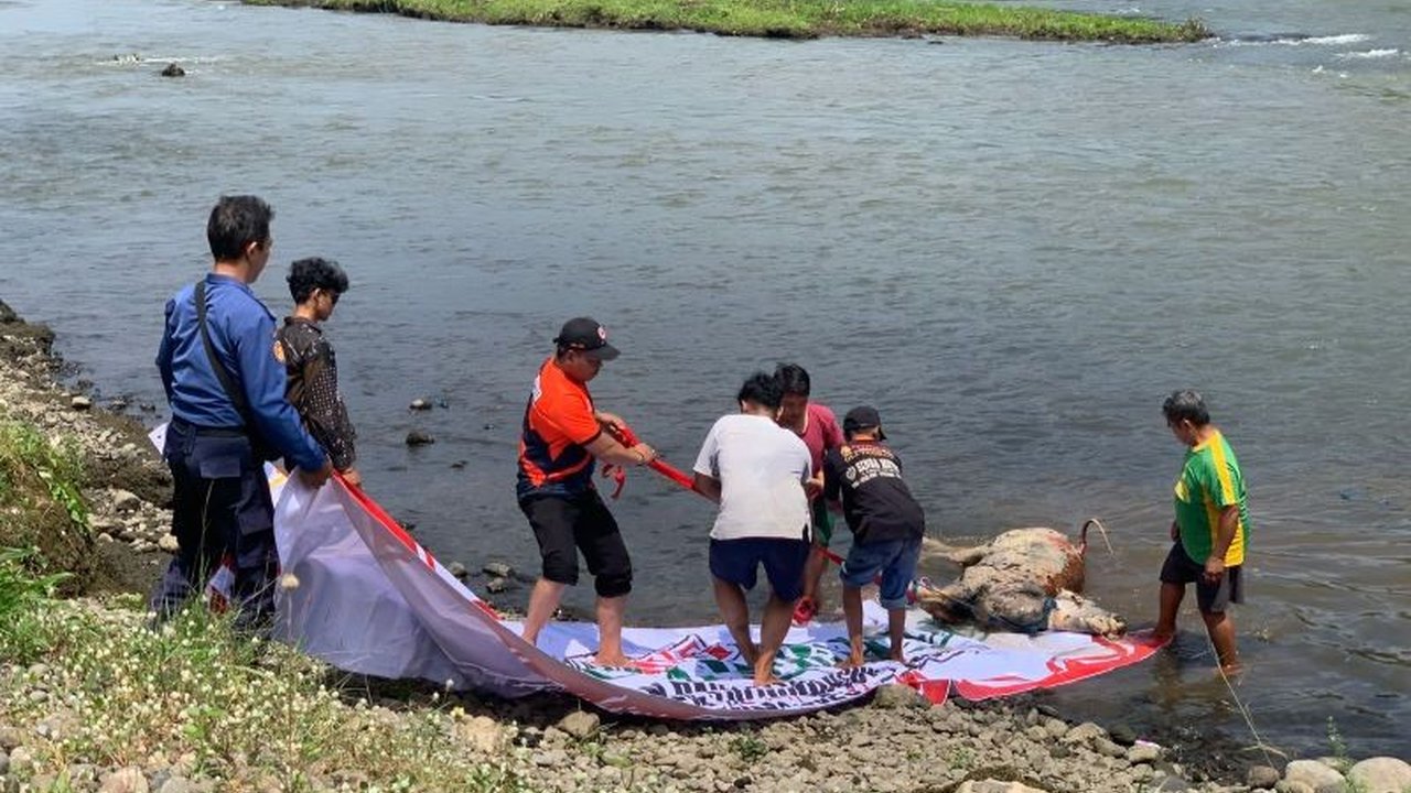 Dinas Peternakan dan Kesehatan Hewan Tulungagung mengambil sampel dari bangkai sapi Brantas yang ditemukan di Sungai Brantas. Langkah ini untuk mencegah penyebaran penyakit zoonosis yang membahayakan manusia. Apa saja bahayanya?