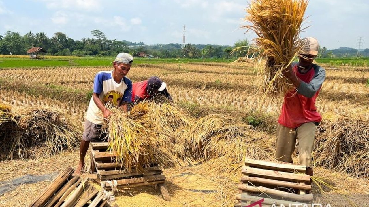 Kebijakan Bulog menyerap gabah 'any quality' menjadi tantangan besar bagi Kualitas Beras Bulog dan tata kelola pangan. Bagaimana strategi Bulog menjaga mutu beras nasional?