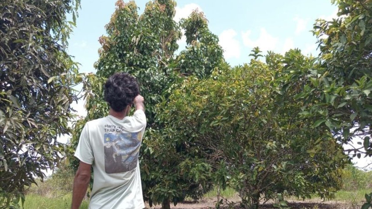 BKSDA Sampit menindaklanjuti laporan warga terkait gangguan orang utan di kebun buah. Meskipun tak ditemukan, jejak misterius primata ini mengundang penasaran. Bagaimana kelanjutannya?