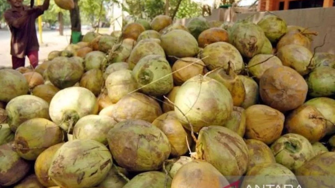 Pembangunan Pabrik CCO Banyuasin senilai Rp500 miliar ditargetkan groundbreaking akhir 2025. Fasilitas ini akan mengolah kelapa menjadi bioavtur, menandai hilirisasi perkebunan di Sumsel.