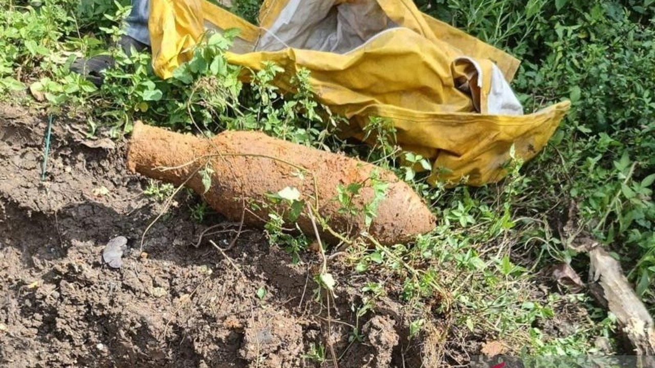 Warga Garut dikejutkan penemuan mortir sisa perang saat menggali tanah. Diduga masih aktif, benda berbahaya ini kini diamankan. Bagaimana proses evakuasinya?