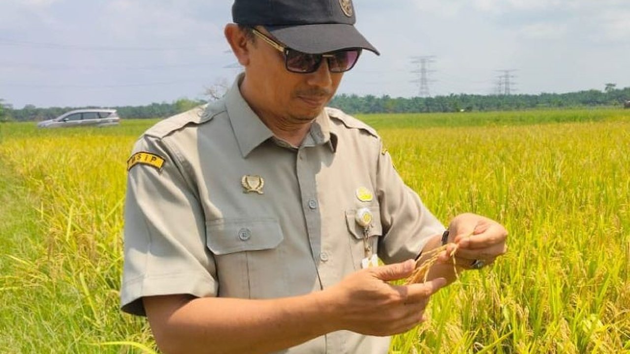 BRMP Jambi menetapkan target ambisius 80 ton benih padi Inpari 32 label ungu pada 2025. Simak bagaimana proses produksi dan pengujian kualitas benih ini dilakukan.