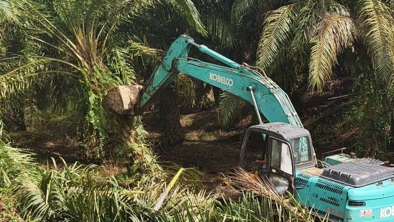 Kementerian Kehutanan bersama Satgas PKH gencar lakukan Pemusnahan Sawit Ilegal TNGL seluas 360 hektar. Langkah ini jadi komitmen serius pulihkan fungsi hutan dan ekosistem di Taman Nasional Gunung Leuser.